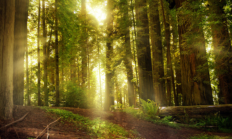 forrest-image